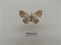 藏品(雙波雙尾蛾)的圖片